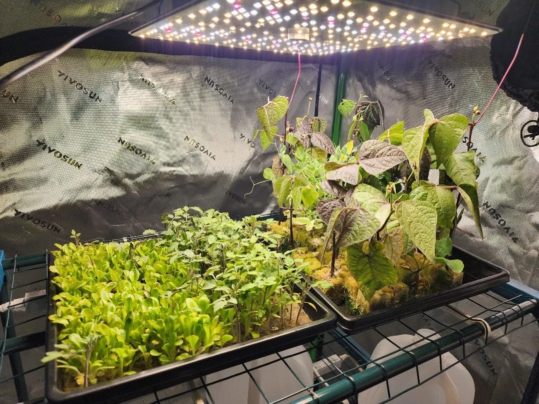 Aeroponics propagation test under grow lights showing healthy tomato, lettuce, and purple bean plants