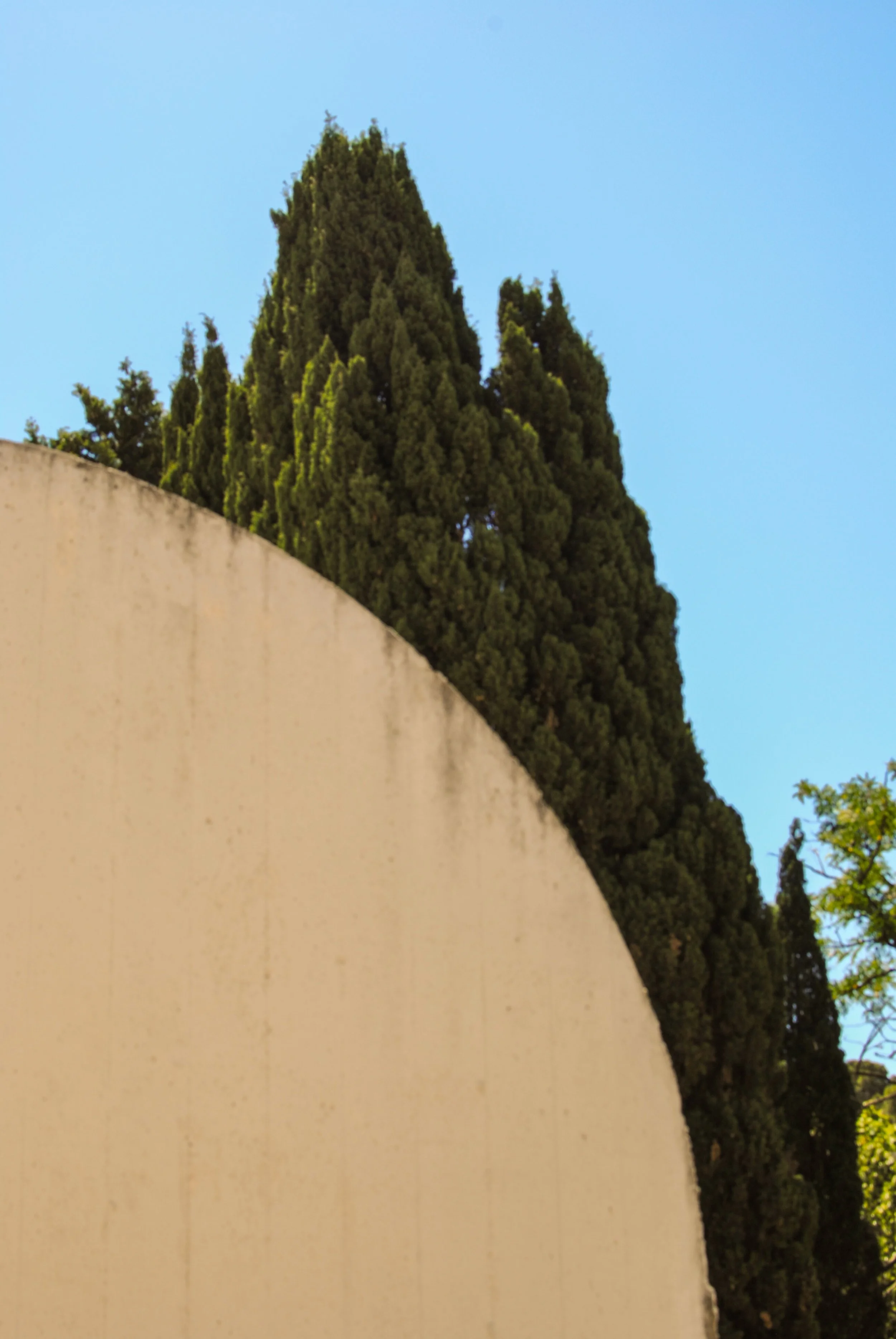 Tree with dense green foliage behind a beige wall under a clear blue sky.