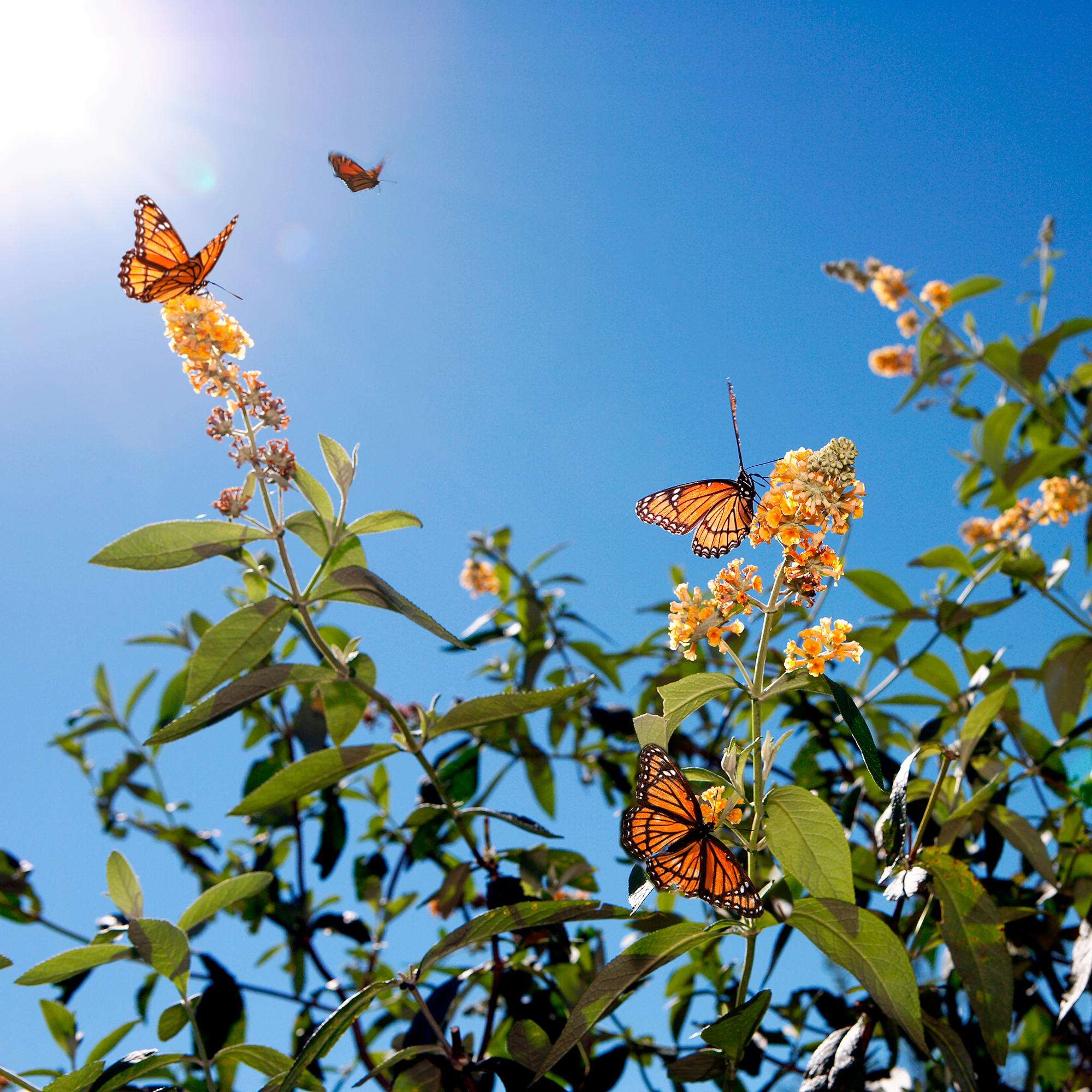 monarchs.webp