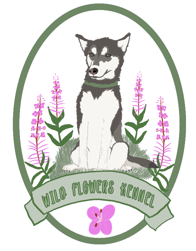 wild-flowers6_orig.gif