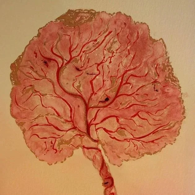 drawing of placenta