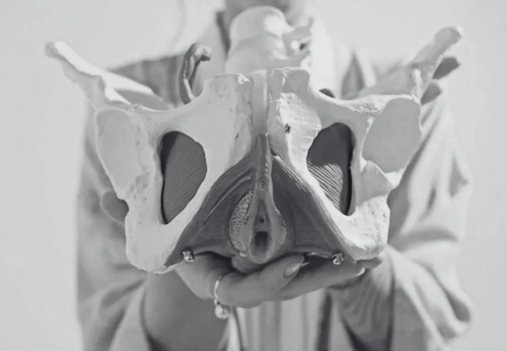 Woman holding a pelvic model with realistic Pelvic Floor Anatomy