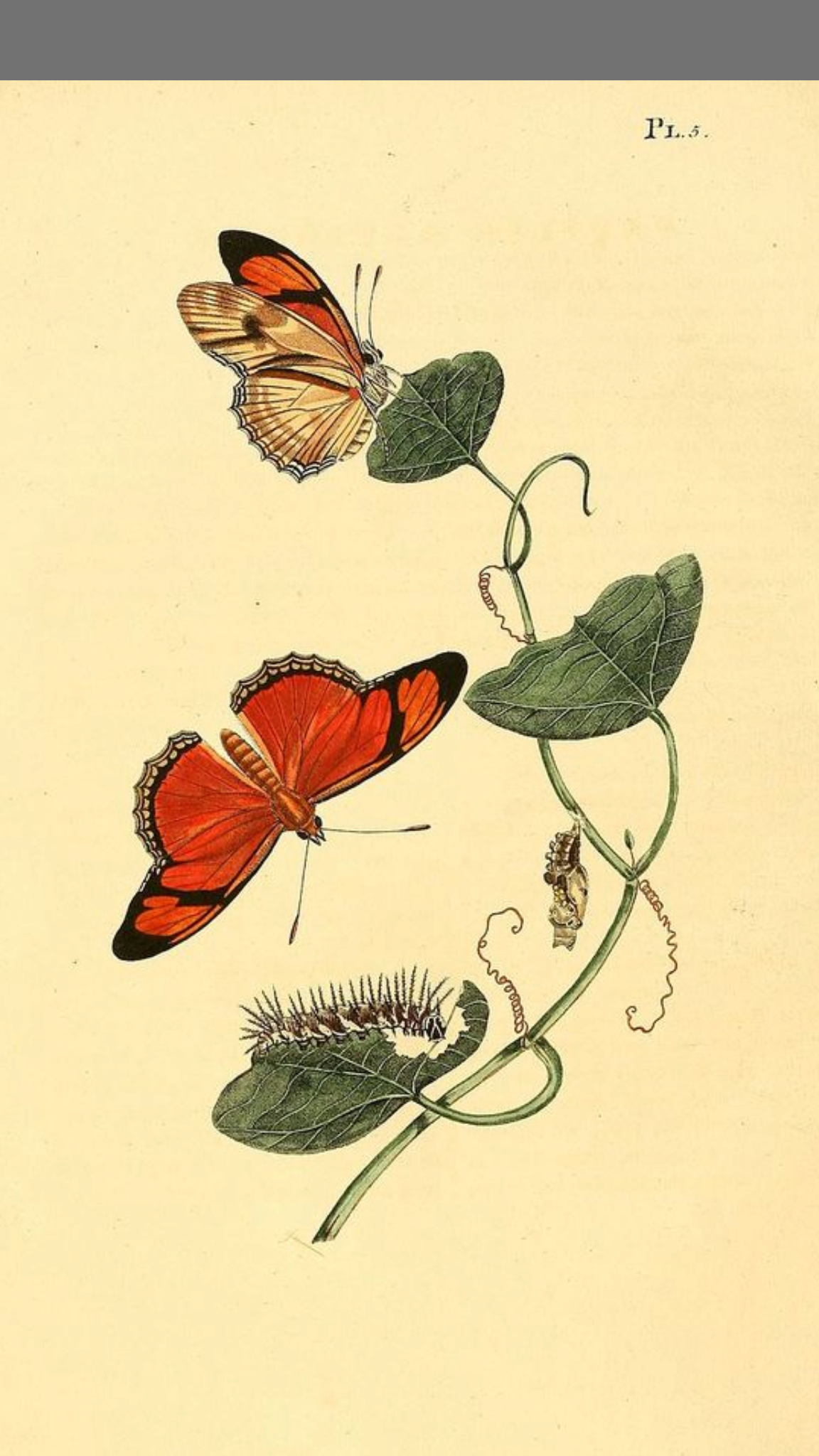 Beautiful color pencil work of a caterpillar, chrysalis, and butterly all on a vine with a butter yellow background