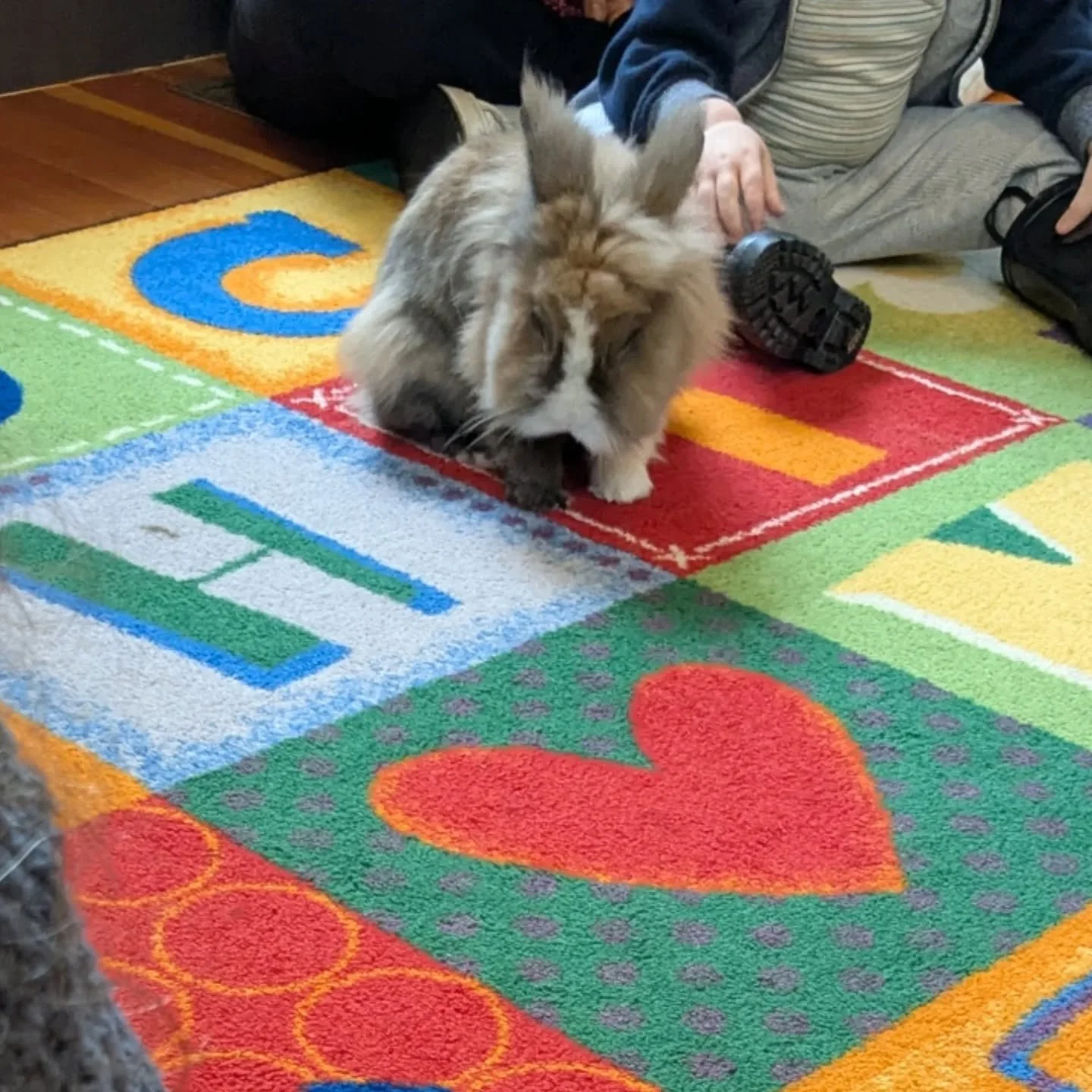 A fluffy brown and white rabbit on a red, blue , green, and yellow rug, with a child sitting in the background.