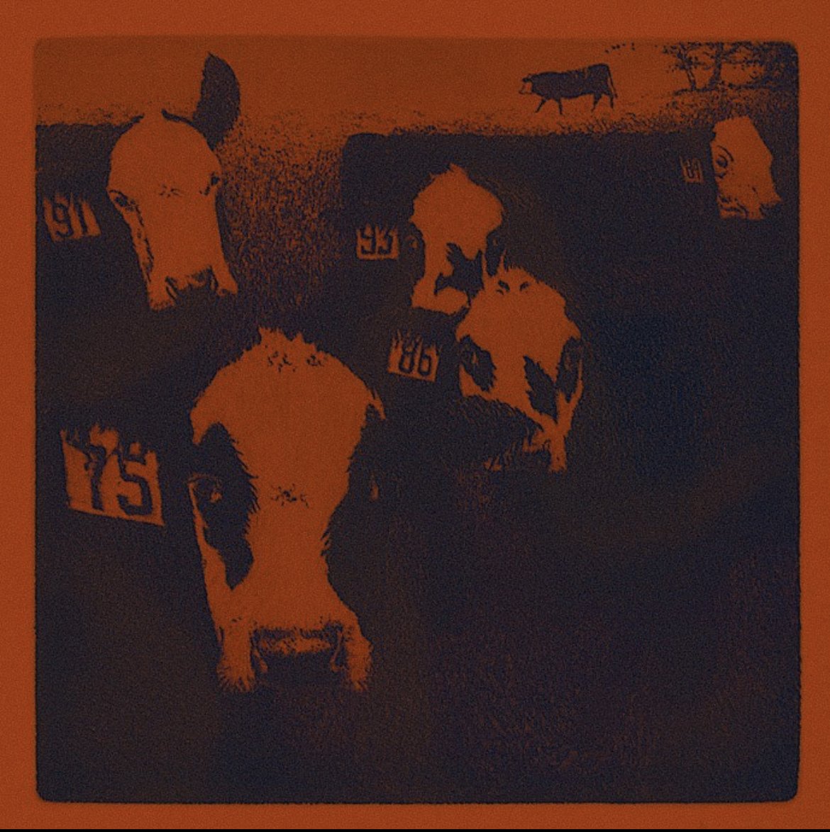 Cows