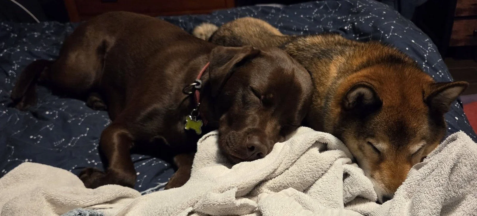 Two dogs sleeping on a bed, one brown and the other with a brindle coat, resting close together on a blanket.