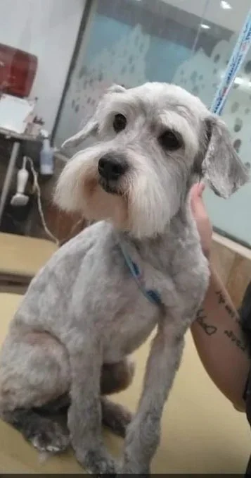 A small dog with a shaved body and floppy ears sitting on a table at a grooming salon