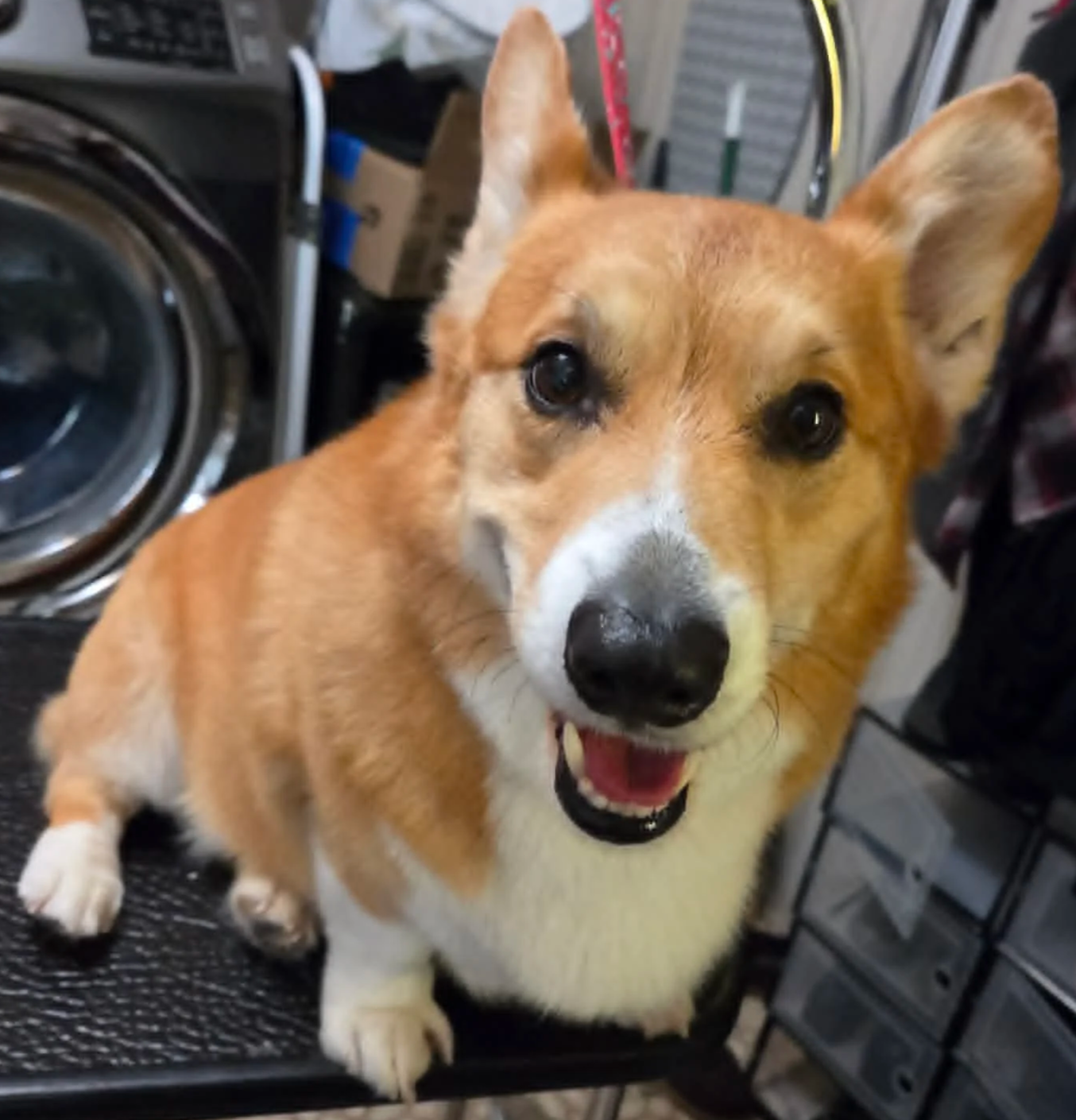 Close-up of a happy corgi dog with a tan and white coat, smiling with an open mouth, in a setting from house call grooming