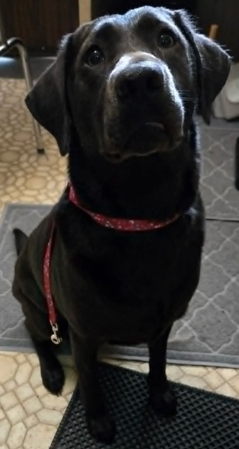 Close-up of a black dog with a red collar, sitting on a doormat indoors, looking at the camera.