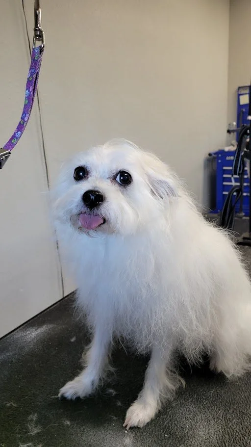 White dog with fluffy fur and big, dark eyes sitting on a grooming table in a grooming salon, sticking out its tongue.