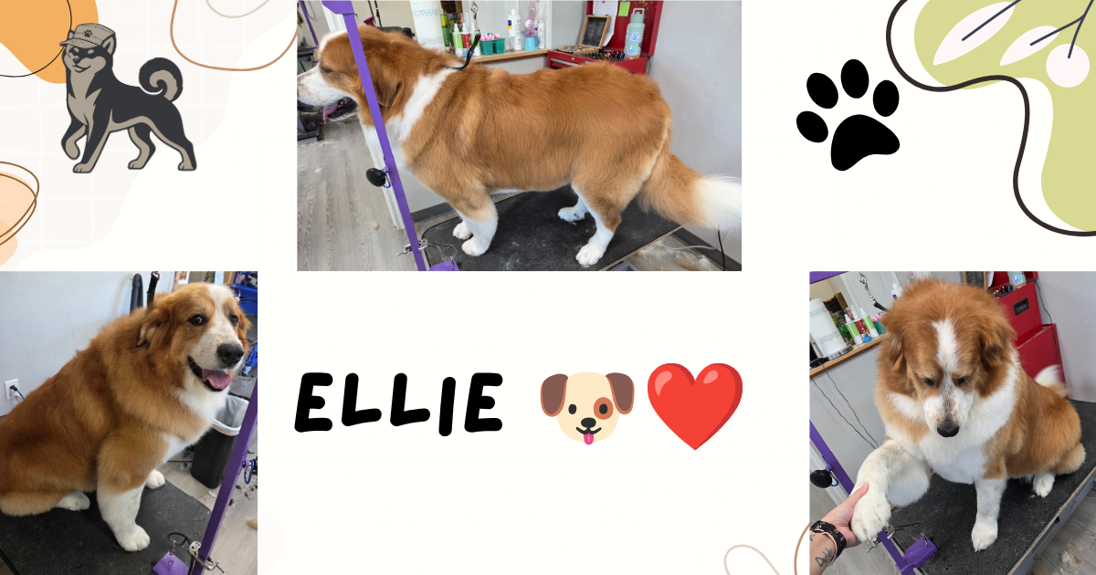 a compilation photo of a great pyranese after her groom. She shakes hands with the groomer.