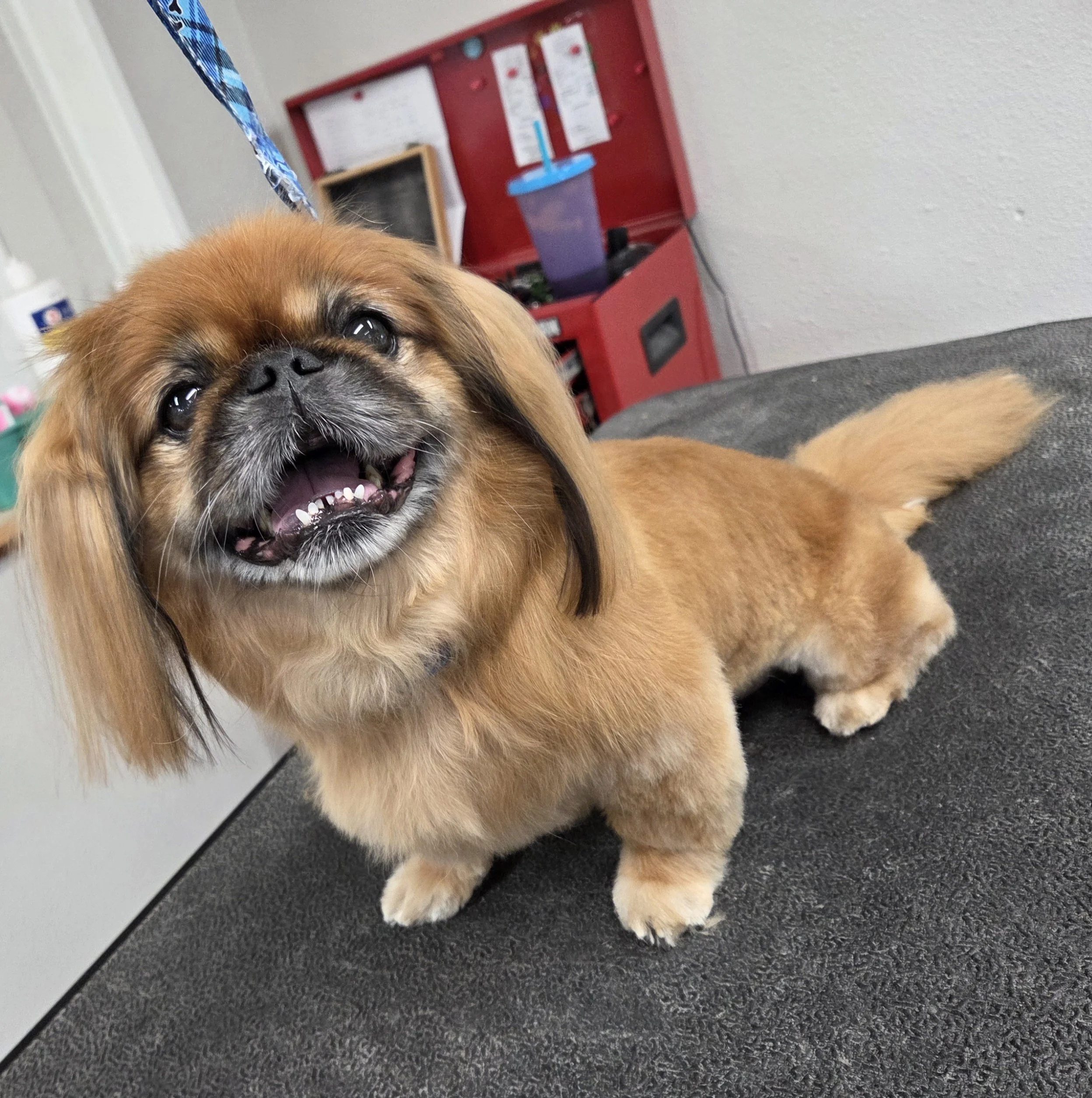 a small tan dog, a pekignese, smiling after his new haircut