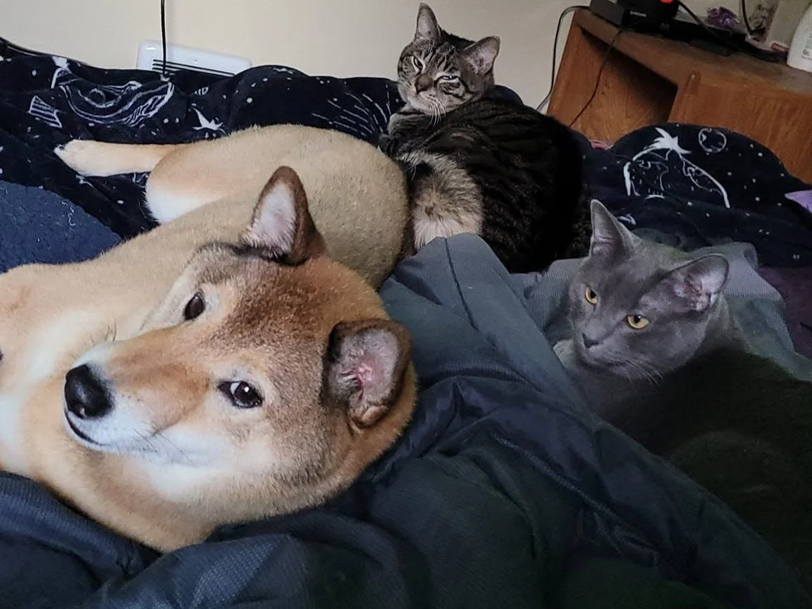 A person lying on a bed with a Shiba Inu dog and two cats, all resting together. The dog is closest to the camera, the gray cat is nearby, and the tabby cat is in the background.