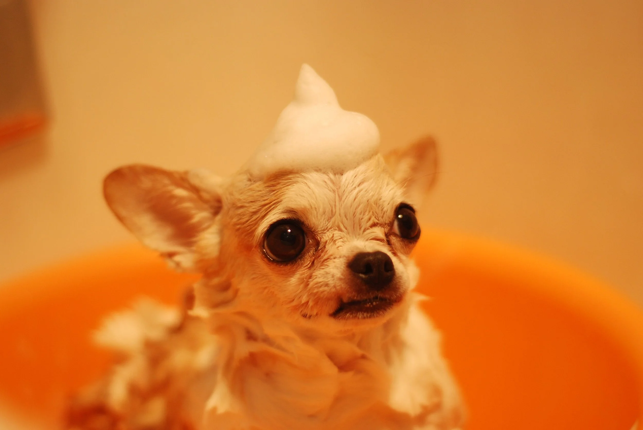 Close-up of a small dog with large eyes, with soap foam on its head, against an orange background.