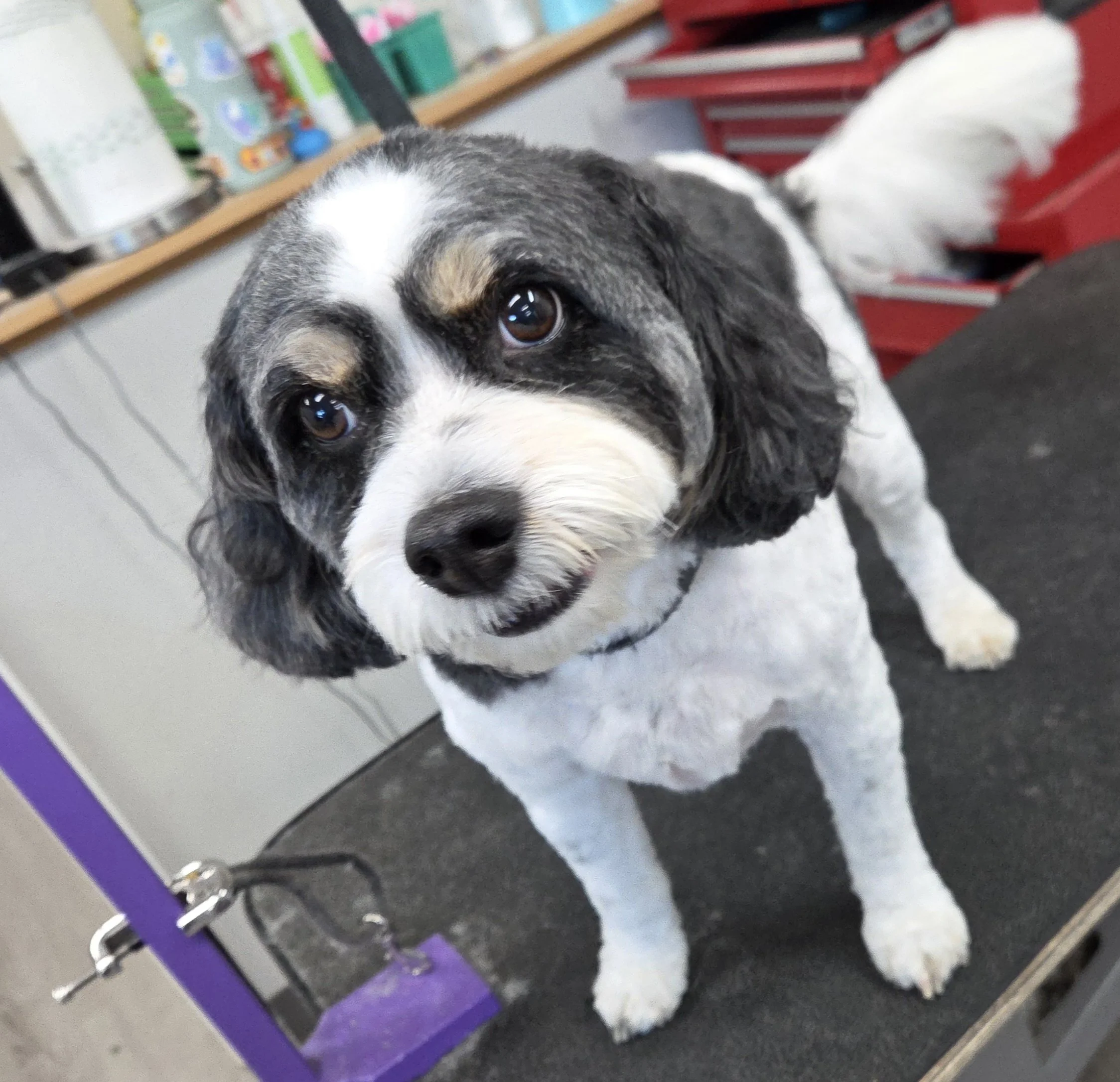 Full haircut on a medium sized black and white dog.