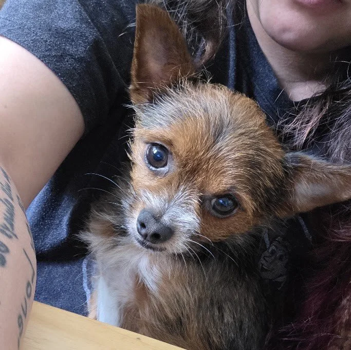 Close-up of a small, brown and white dog, a member of Sarge's Pupdos family.