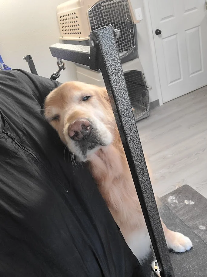 Golden retriever dog resting its head his groomer