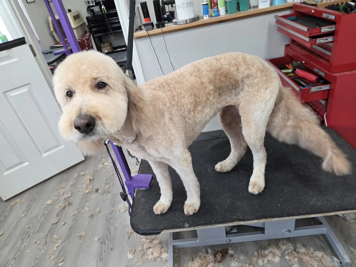 A dog on a grooming table in a pet grooming salon, surrounded by grooming supplies and tools.