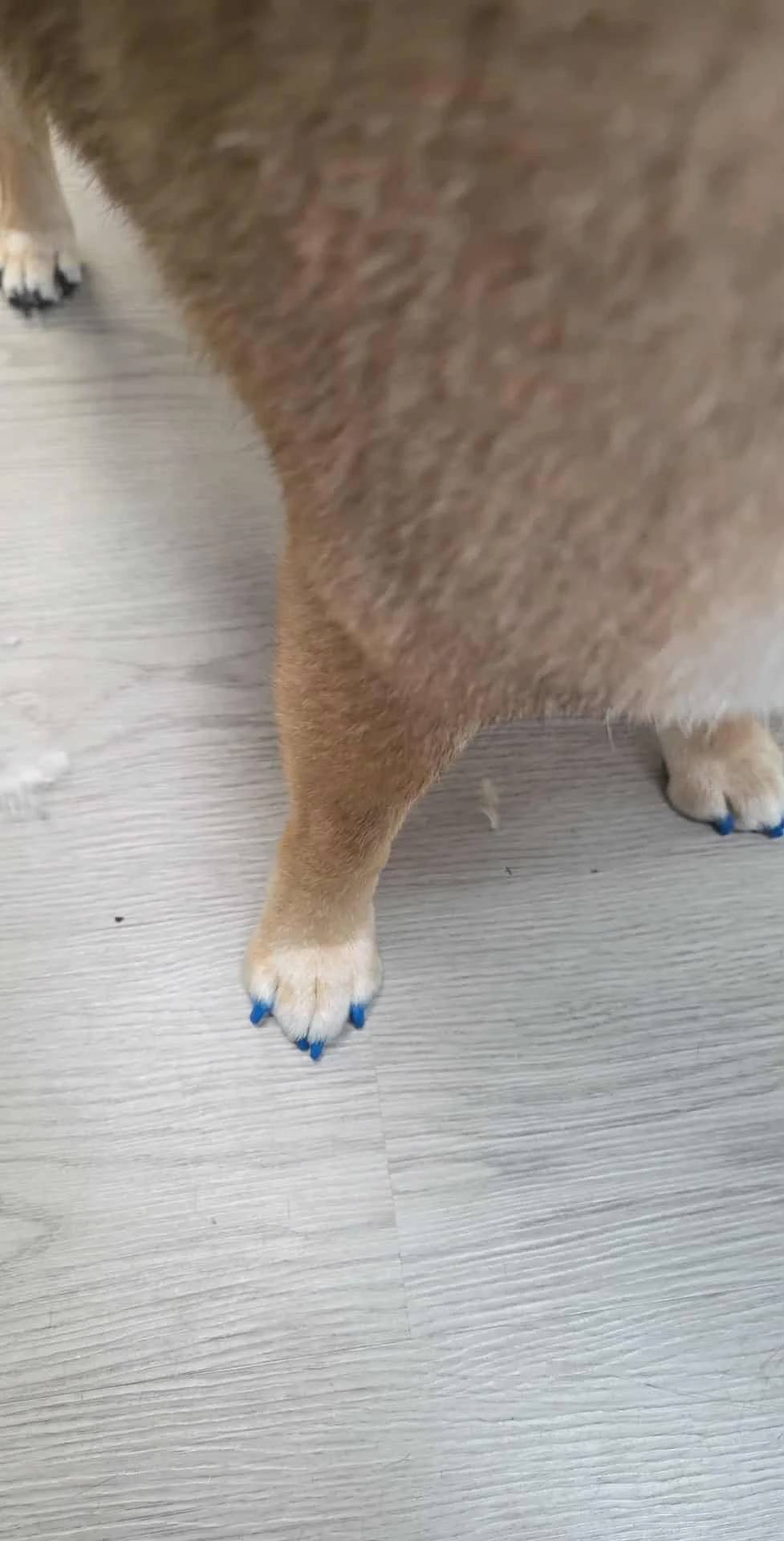 Shiba Inu paws with blue painted nails
