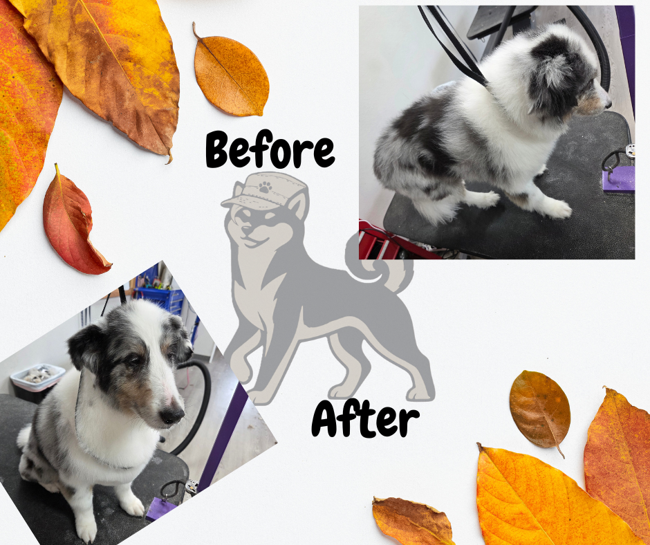a merle colored dog who got an all over haircut
