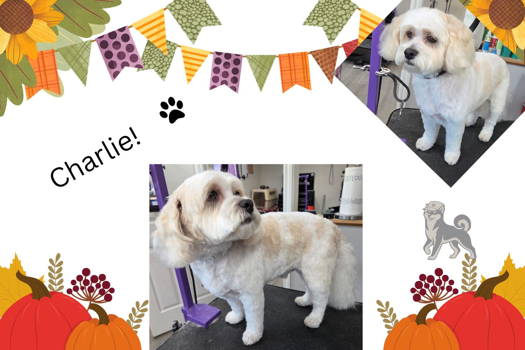 a small cockapoo mix dog after his haircut