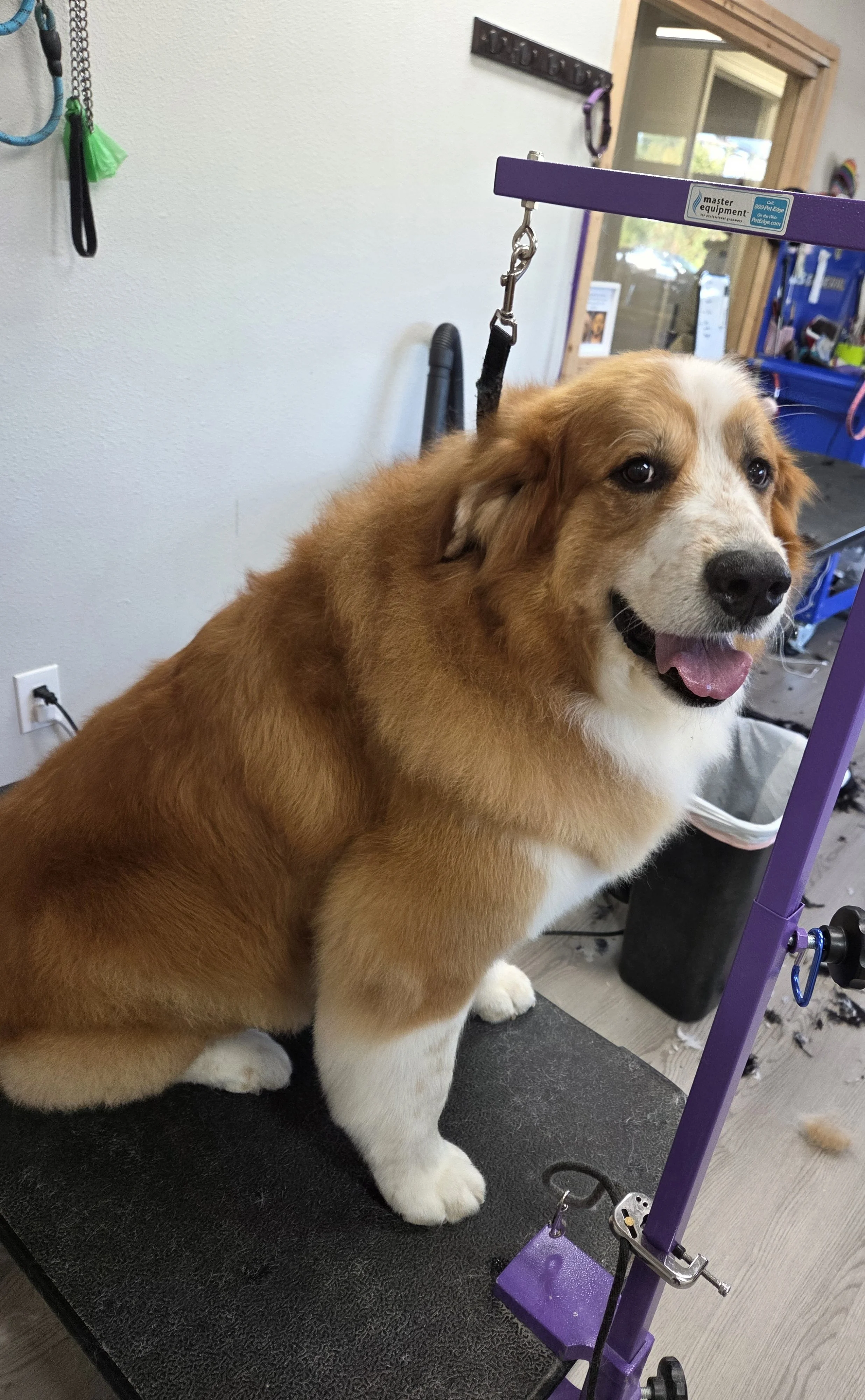 A happy dog with a white and brown coat sitting on a grooming table in a pet grooming salon. The dog appears to be ready for grooming, and grooming equipment and supplies are visible in the background.