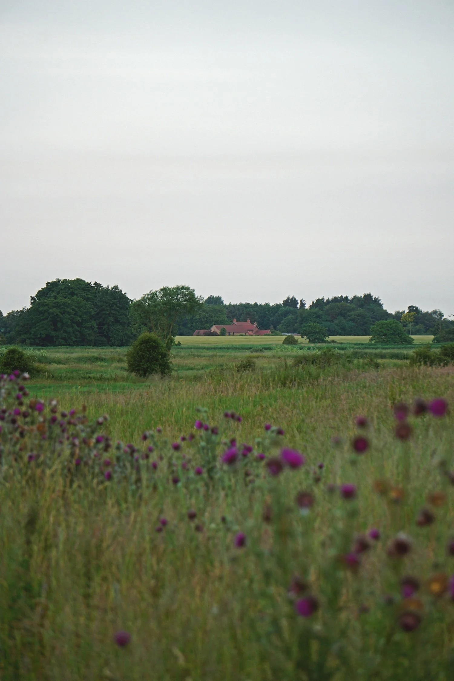 06_23 5 fields copy 2.jpg