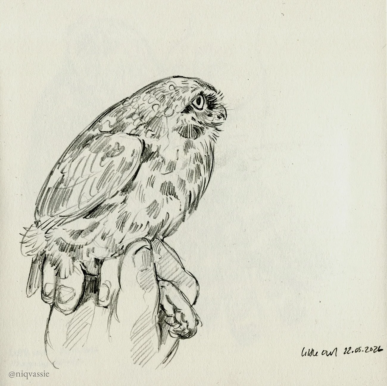 Little owl, pencil, 2026