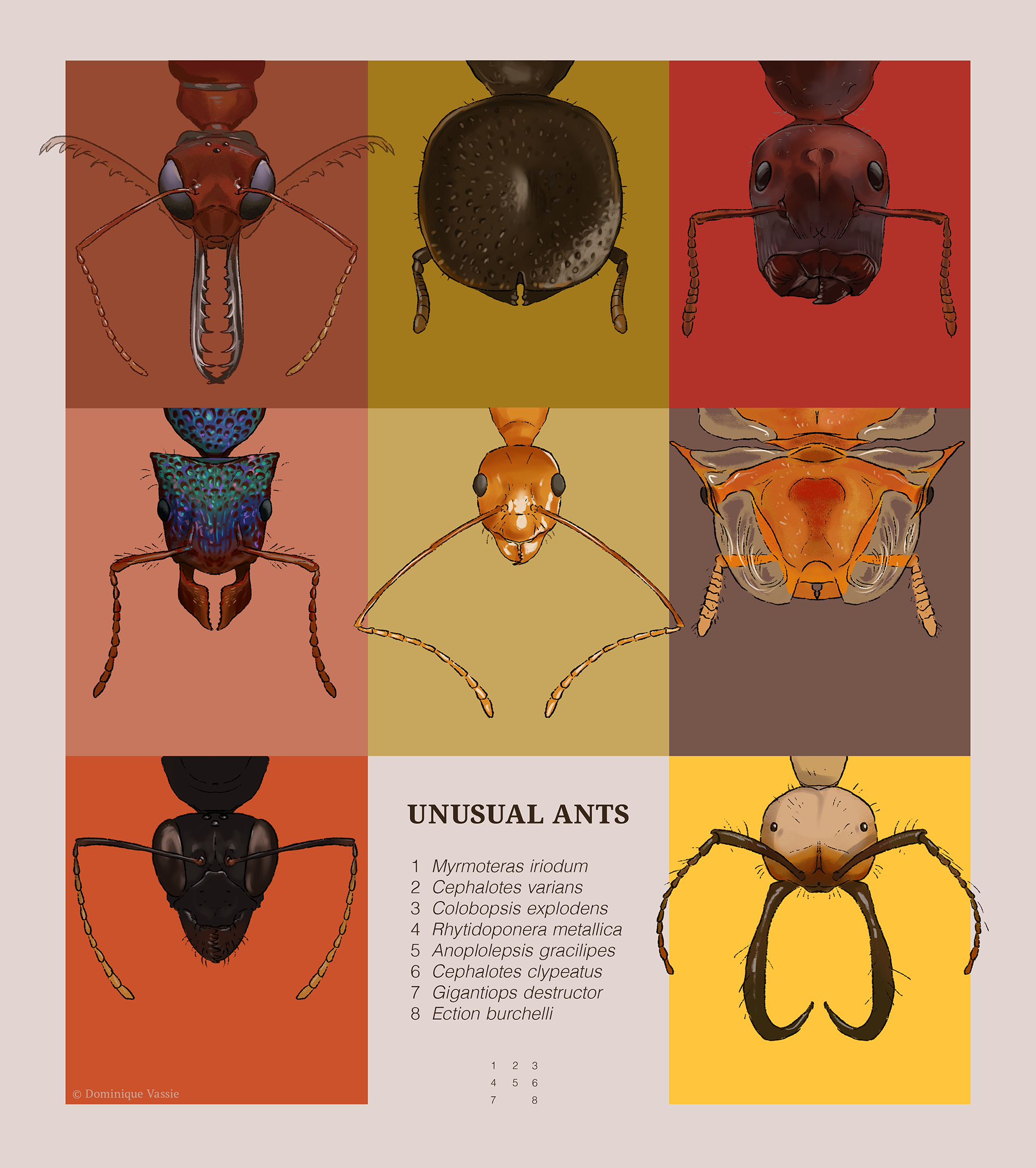 Royal Entomological Society - illustrations made for their children's insect magazine INSTAR, digital, 2023.