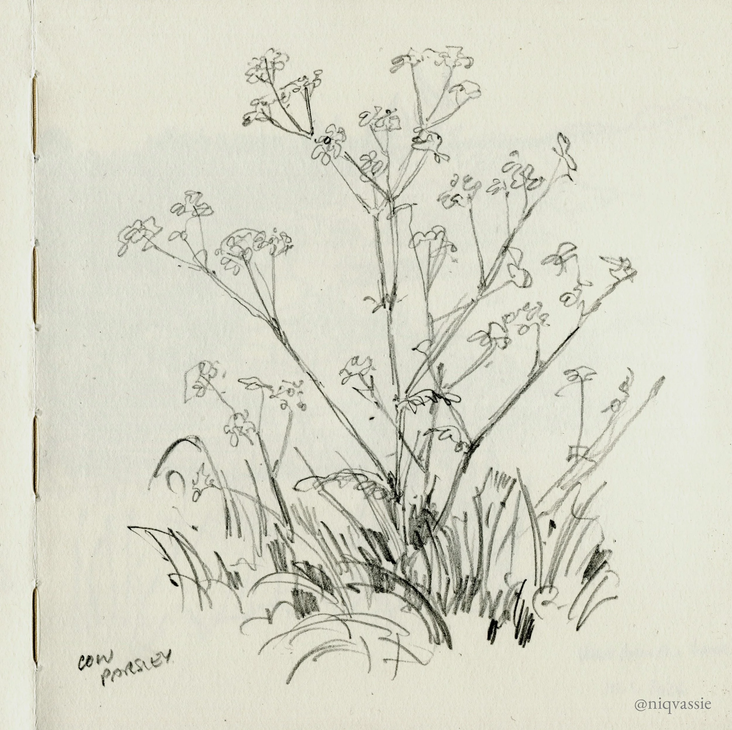 Cow parsley, pencil, 2026
