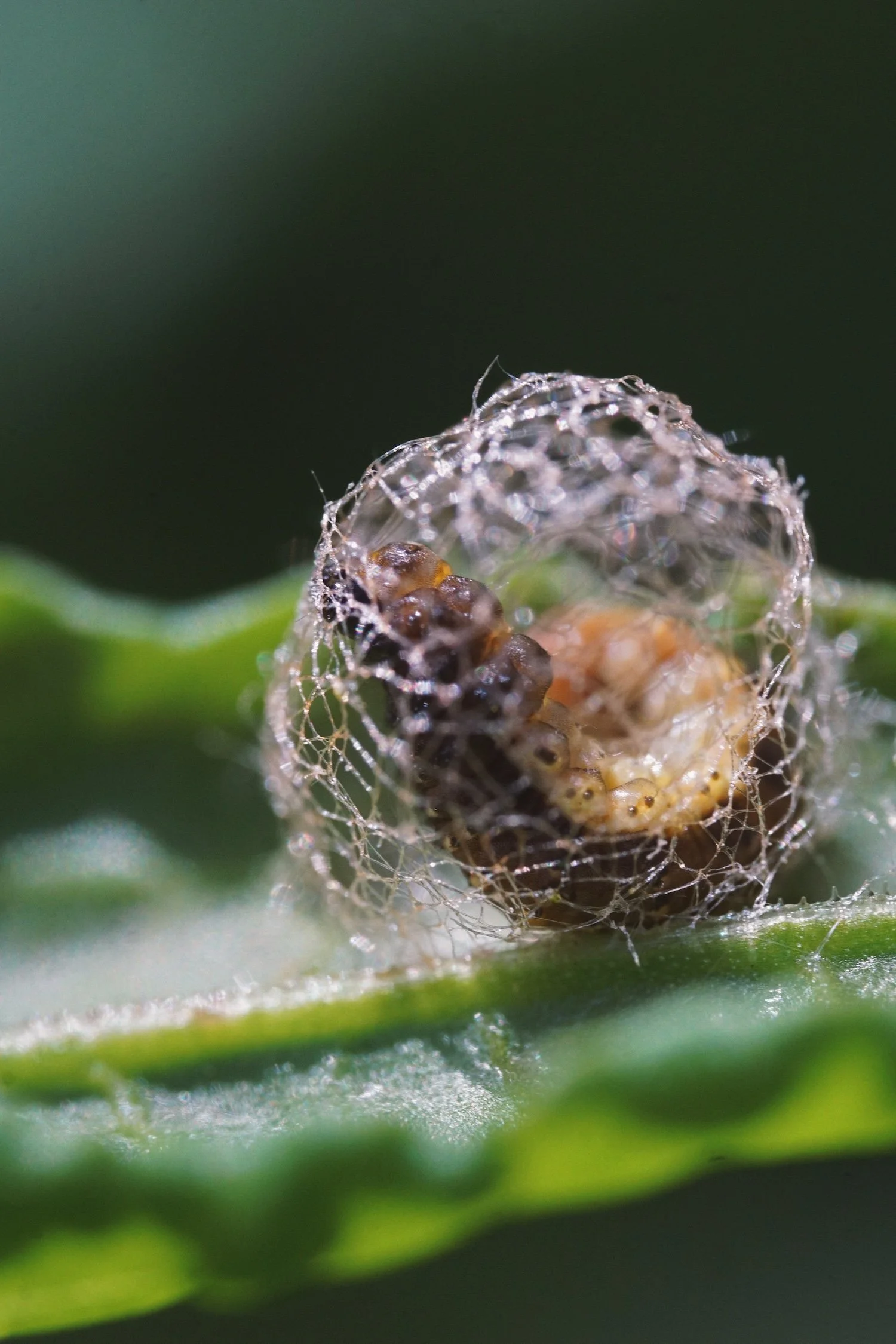 06_07 larva1.jpg