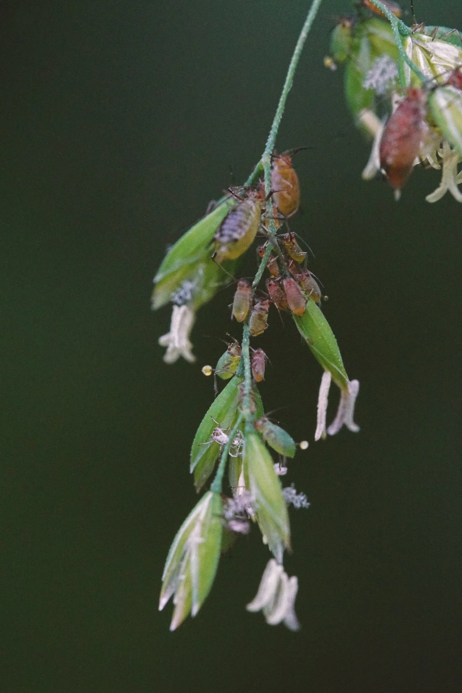 06_06 aphids copy.jpg