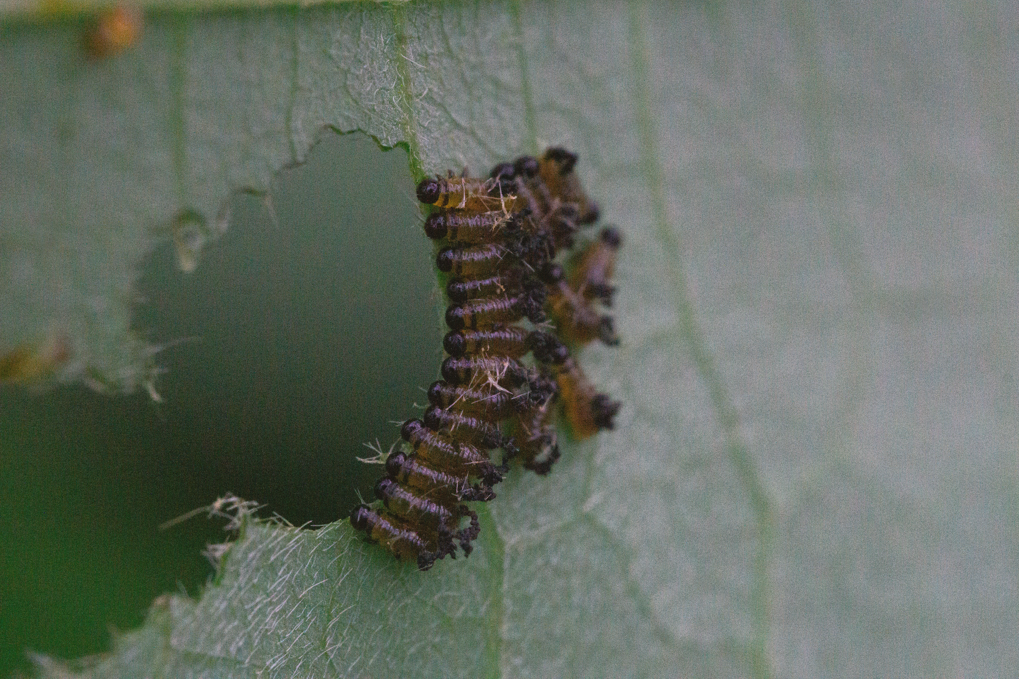 09_05 1 beetle_larvae copy.png