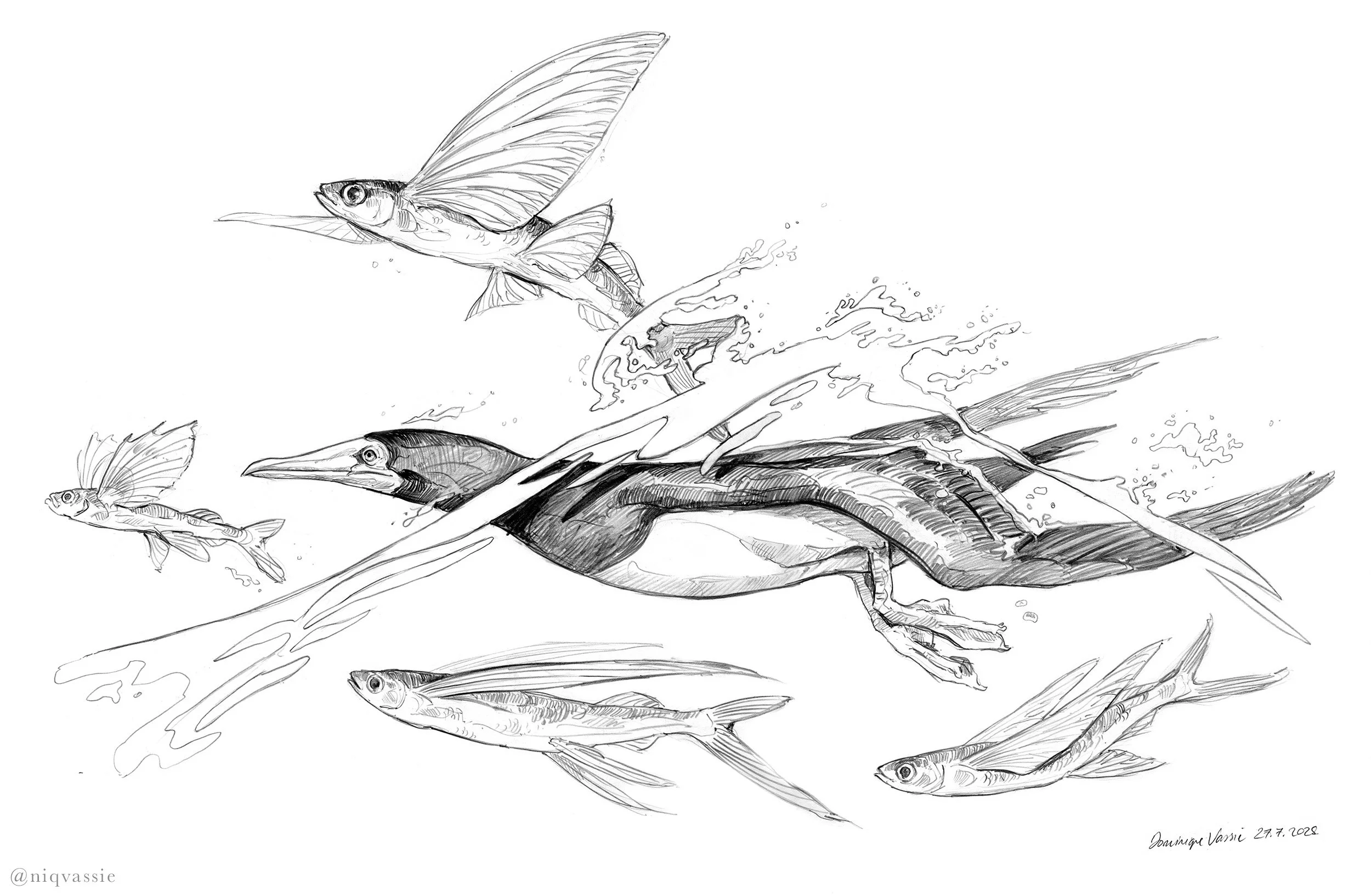 brown booby and flying fish on the way to Yakushima, pencil, 2025
