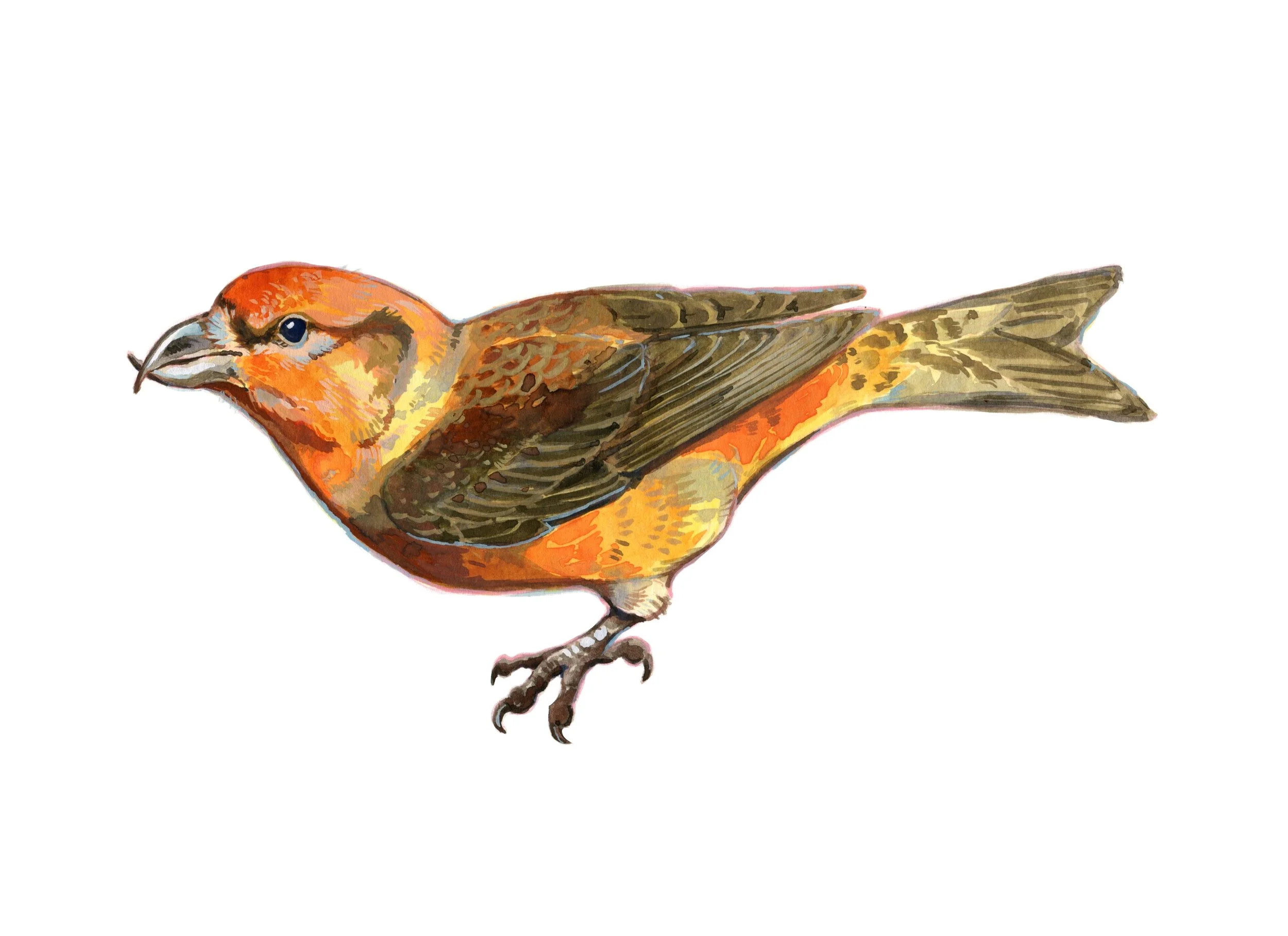 Birds of the Lower Derwent Valley - book illustration of crossbill, gouache, 2023