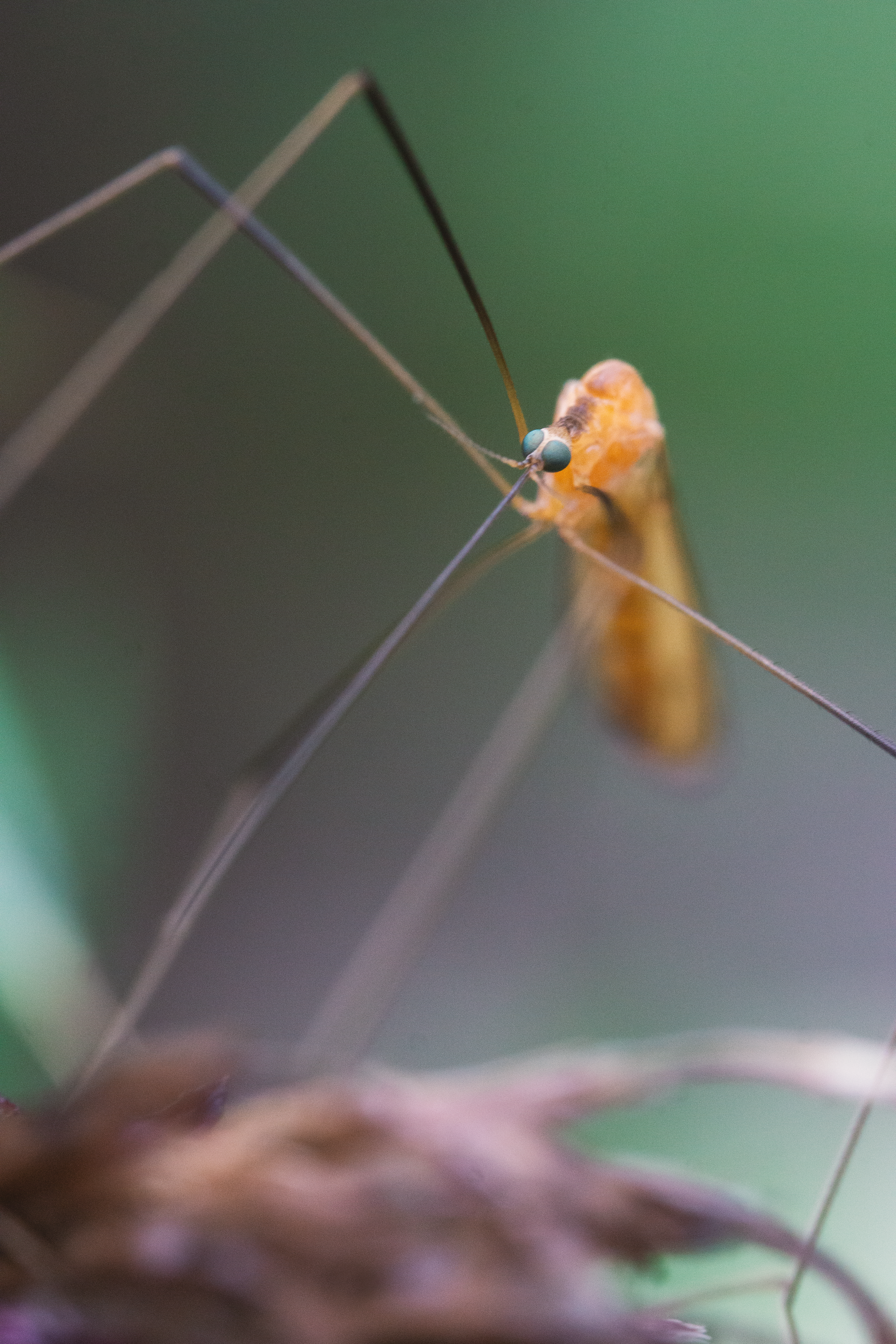 09_12 36 long-nose fly copy.png