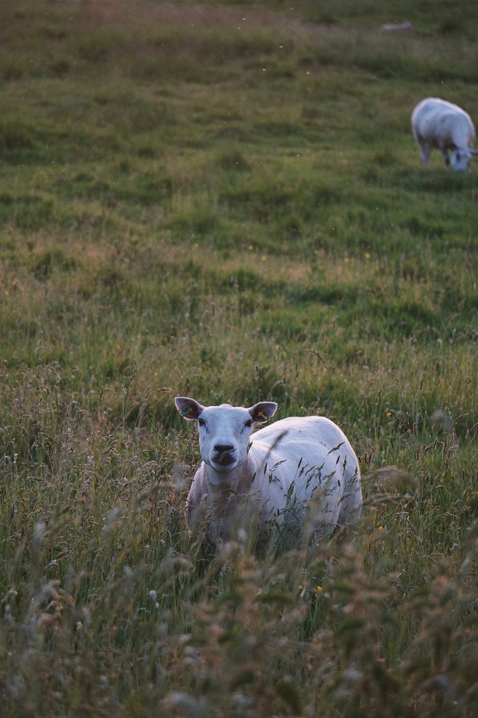 05_28 sheep3 copy.jpg