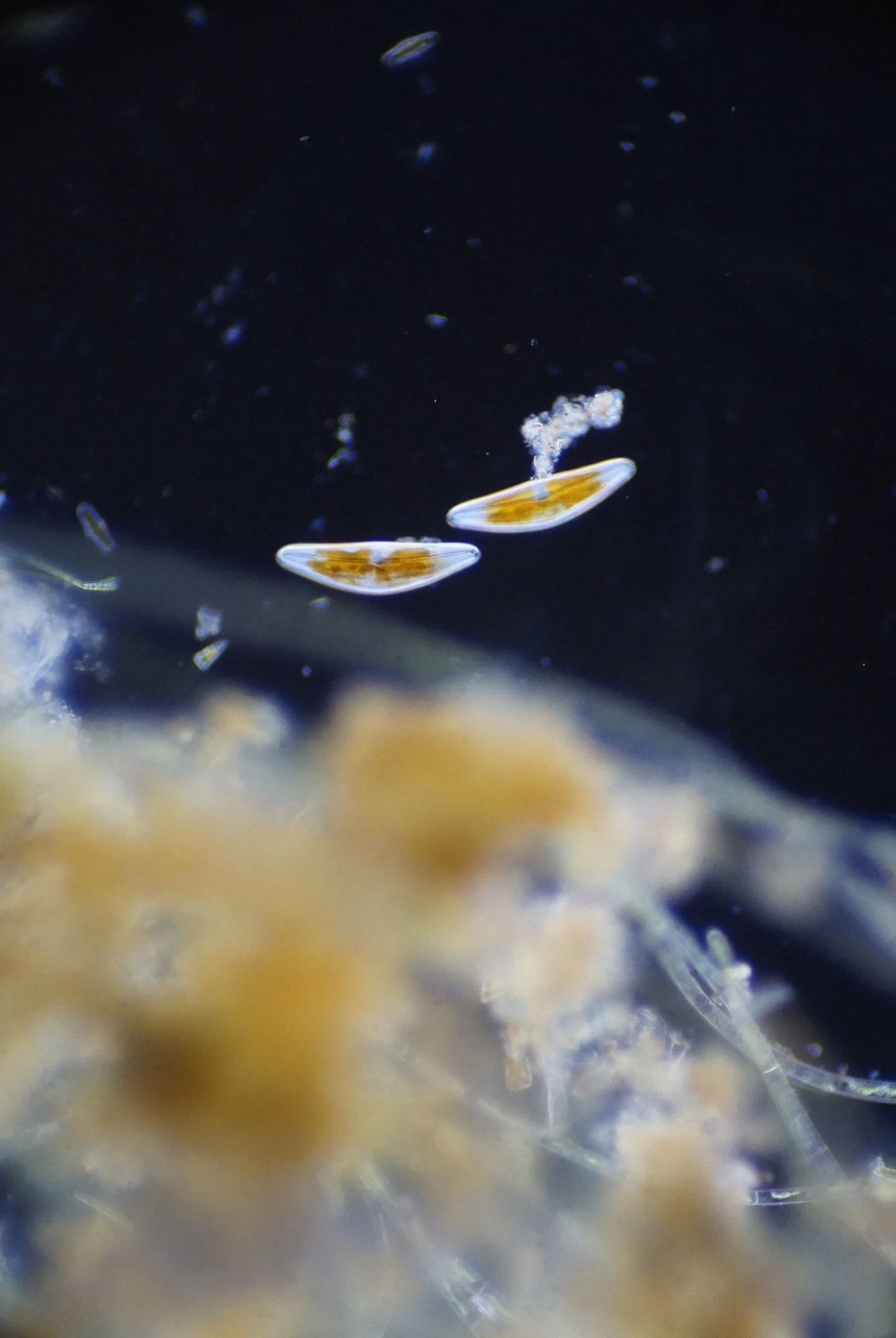diatoms1_noise_clean_small.jpg