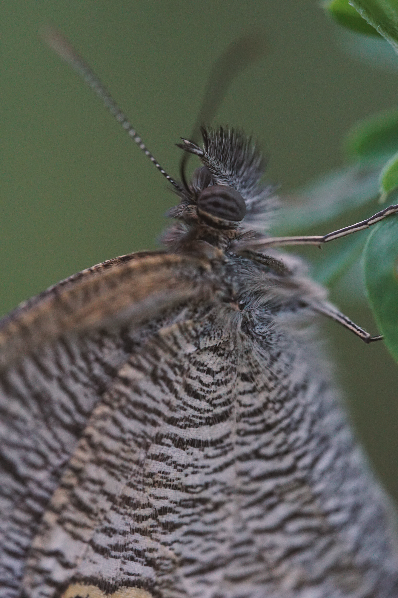 09_05 21 butterfly copy.png