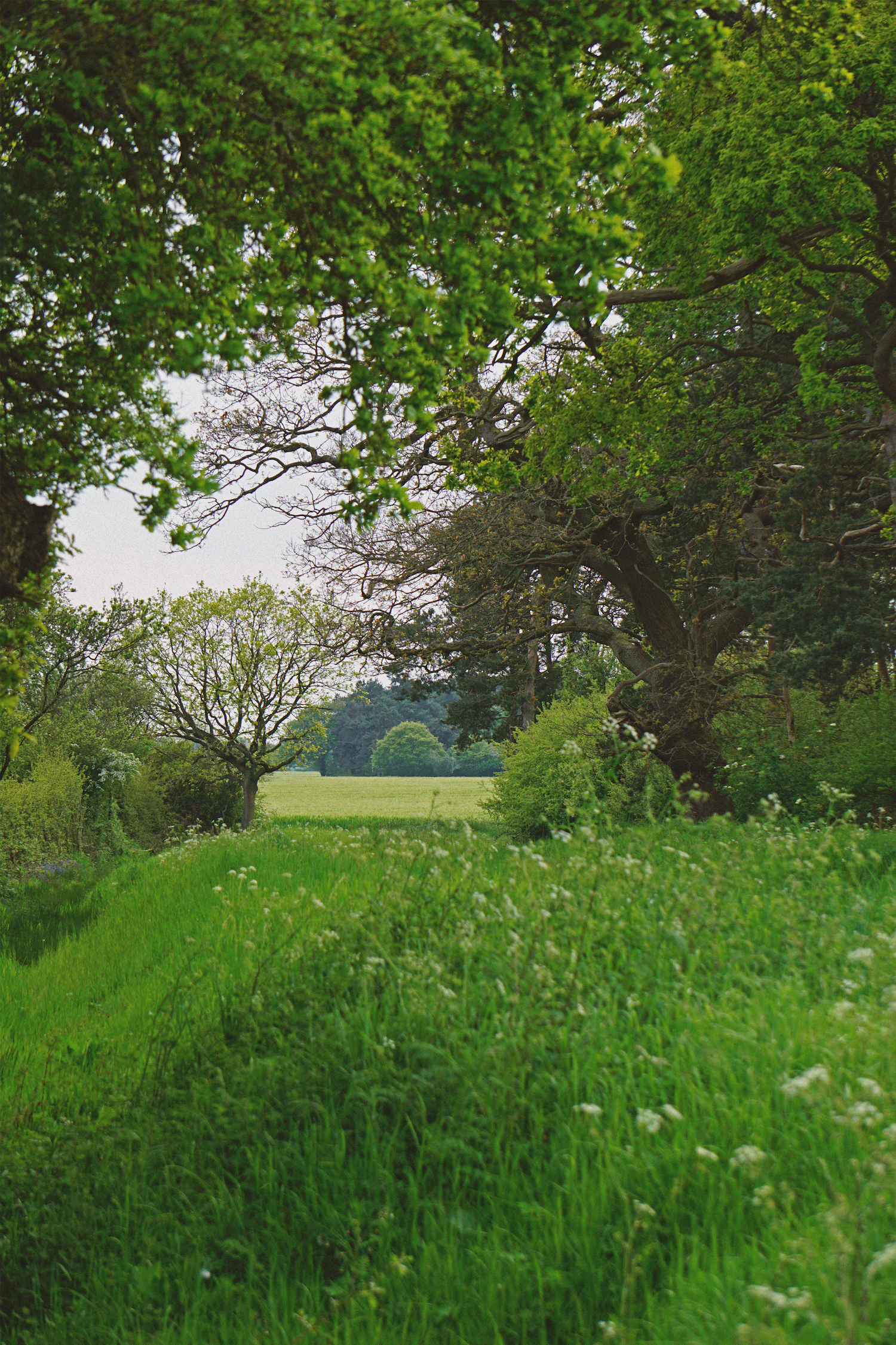 05_08_38 field copy.png