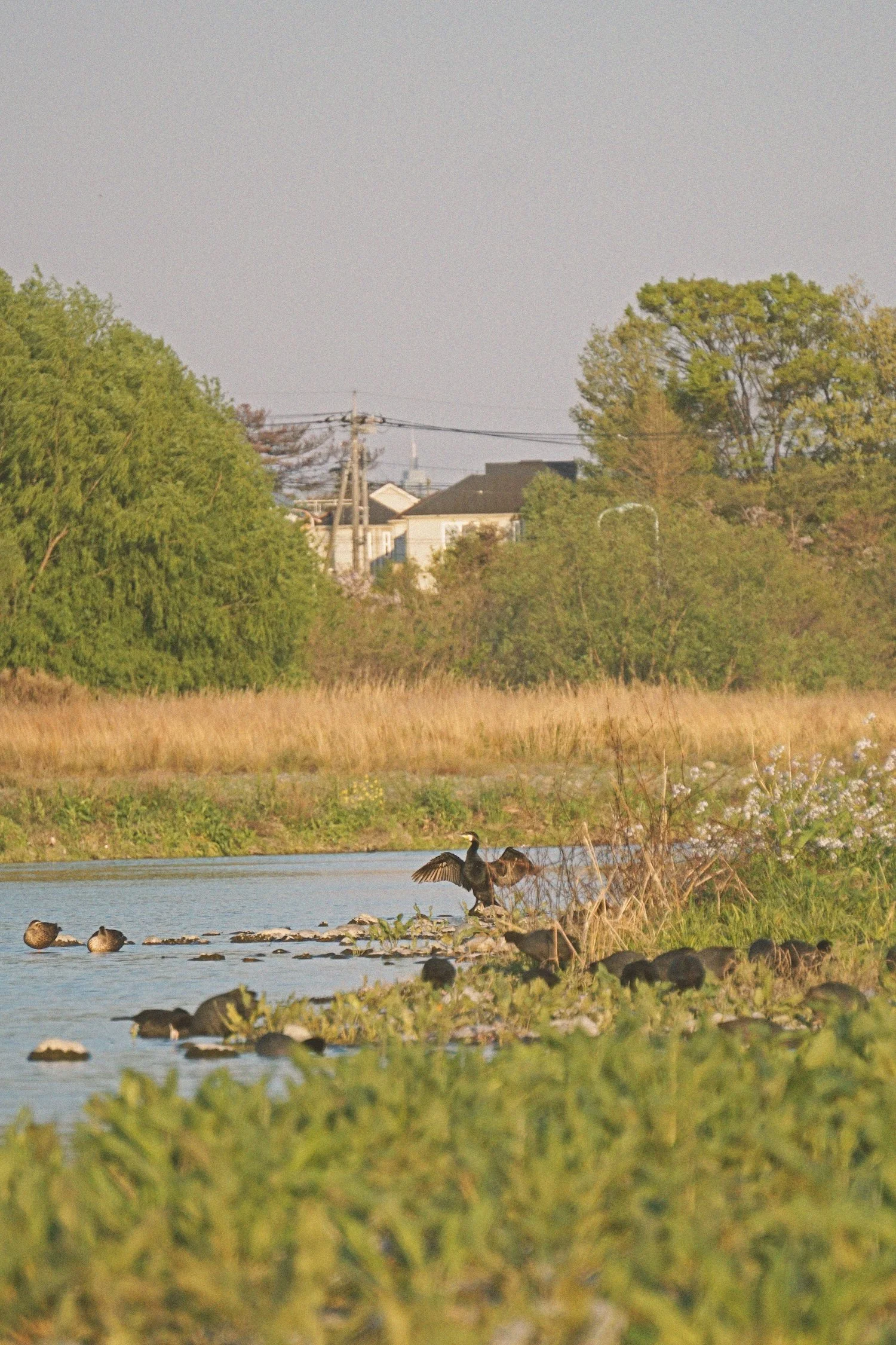 17_cormorant_coots copy.jpg