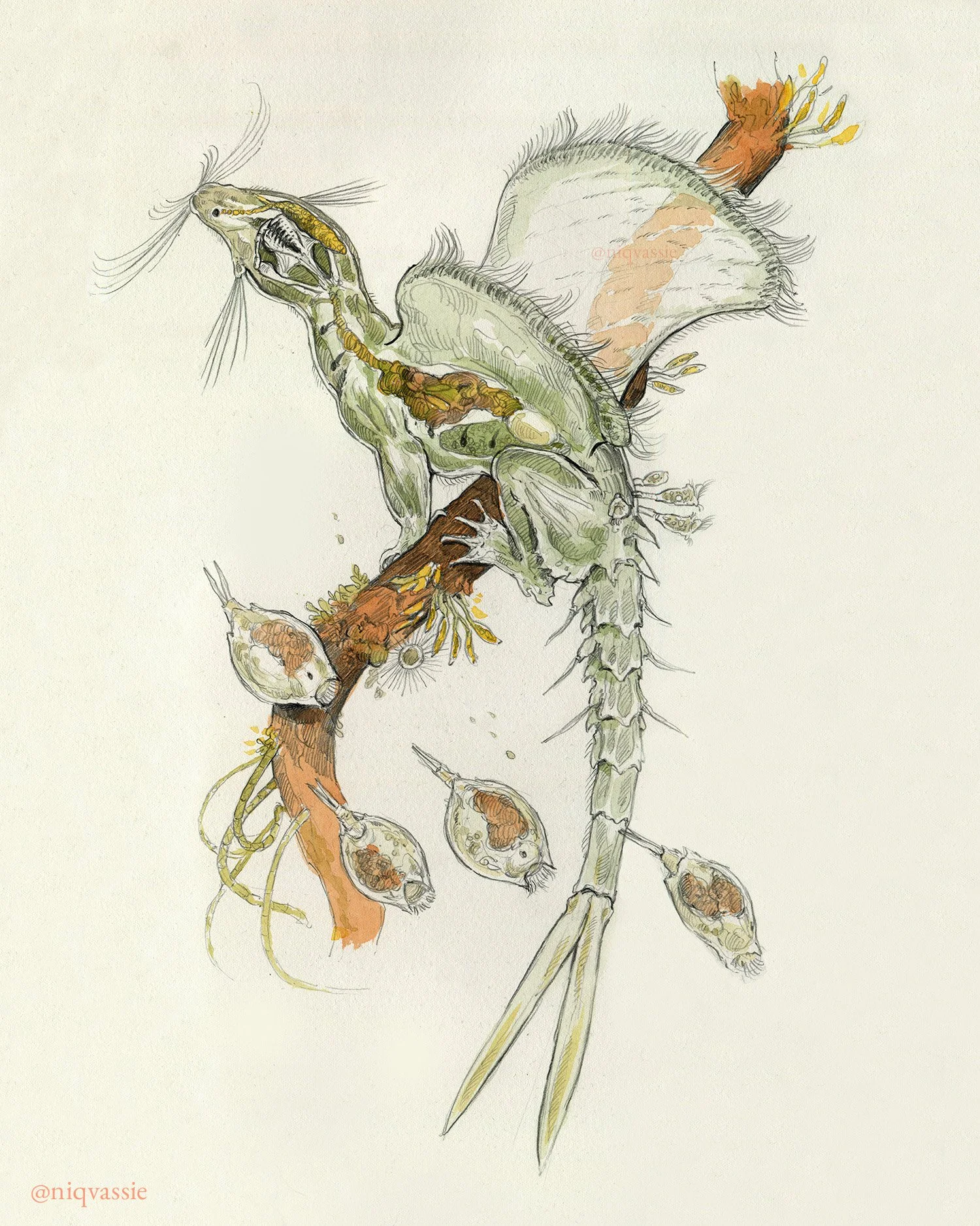 Personal work  -  imagining a microscopic dragon, pencil & watercolour, 2026