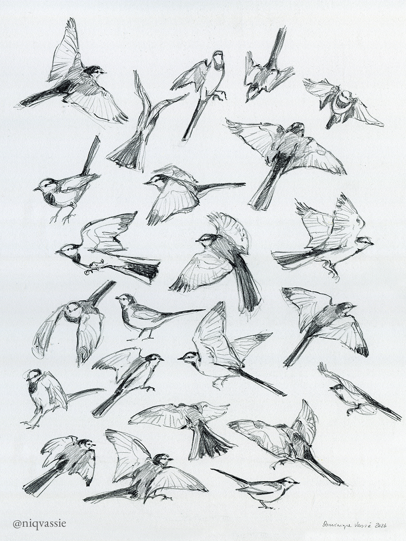 Pied wagtail by Tamagawa, pencil, 2026.