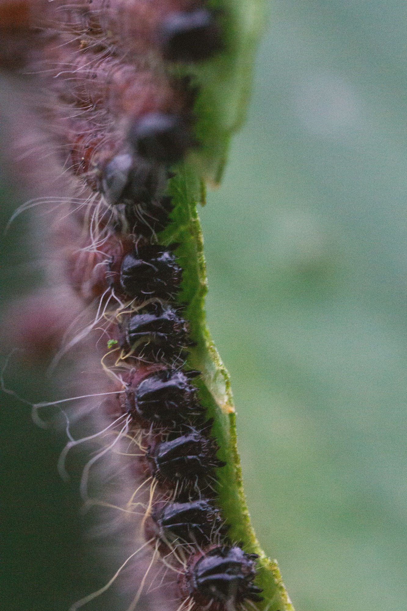 09_05 6 caterpillars copy.png