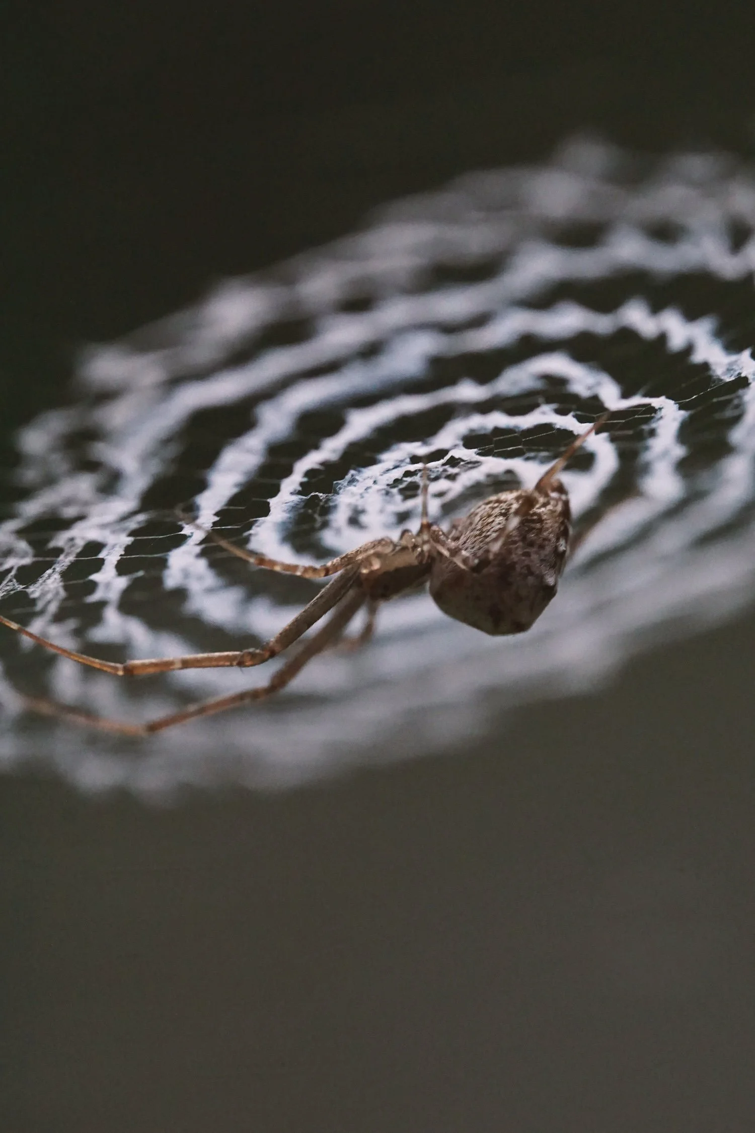 08_15 14 spider copy.jpg