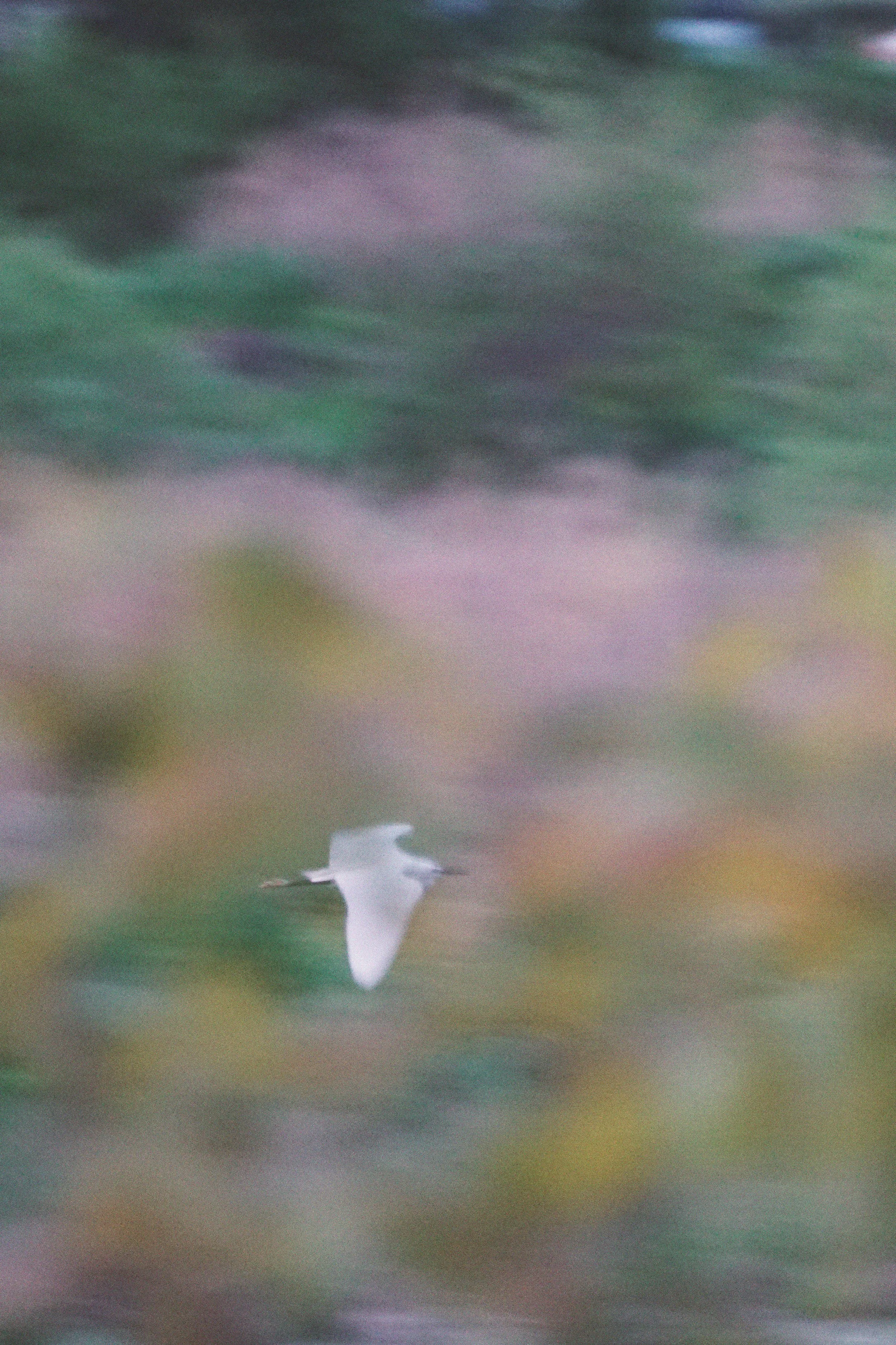 04_14_egret copy.jpg
