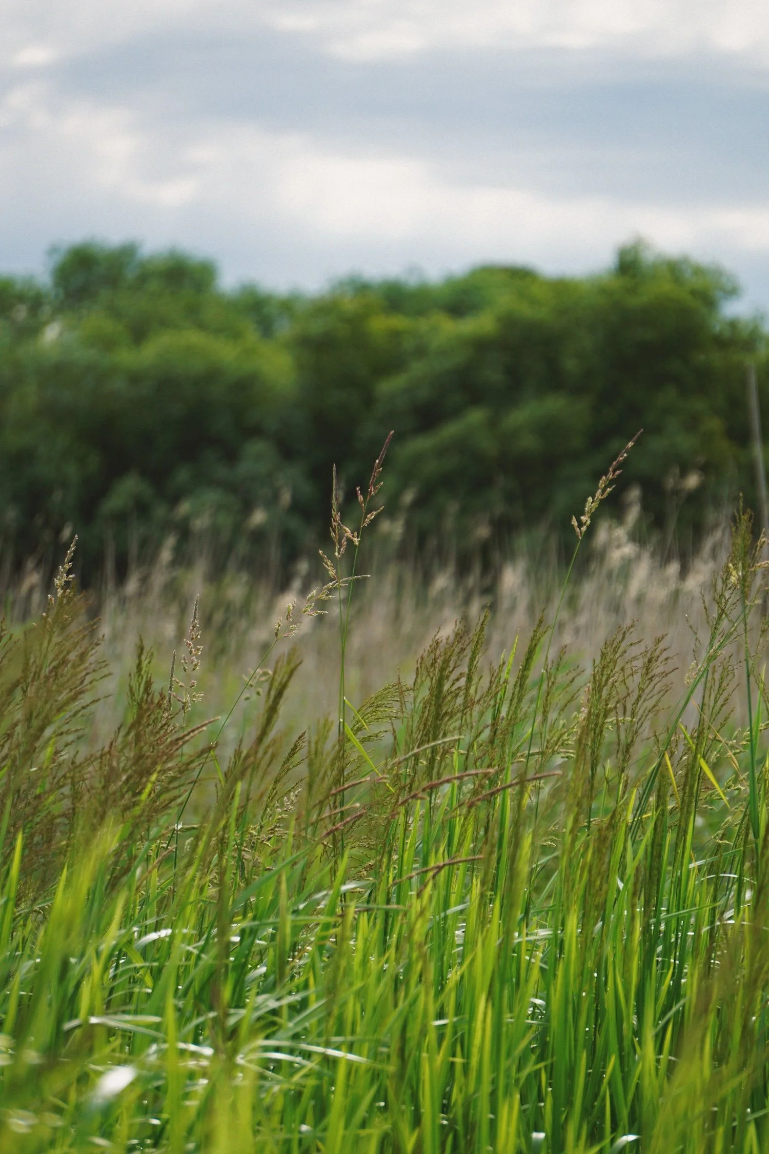 06_22 21 reeds copy.jpg