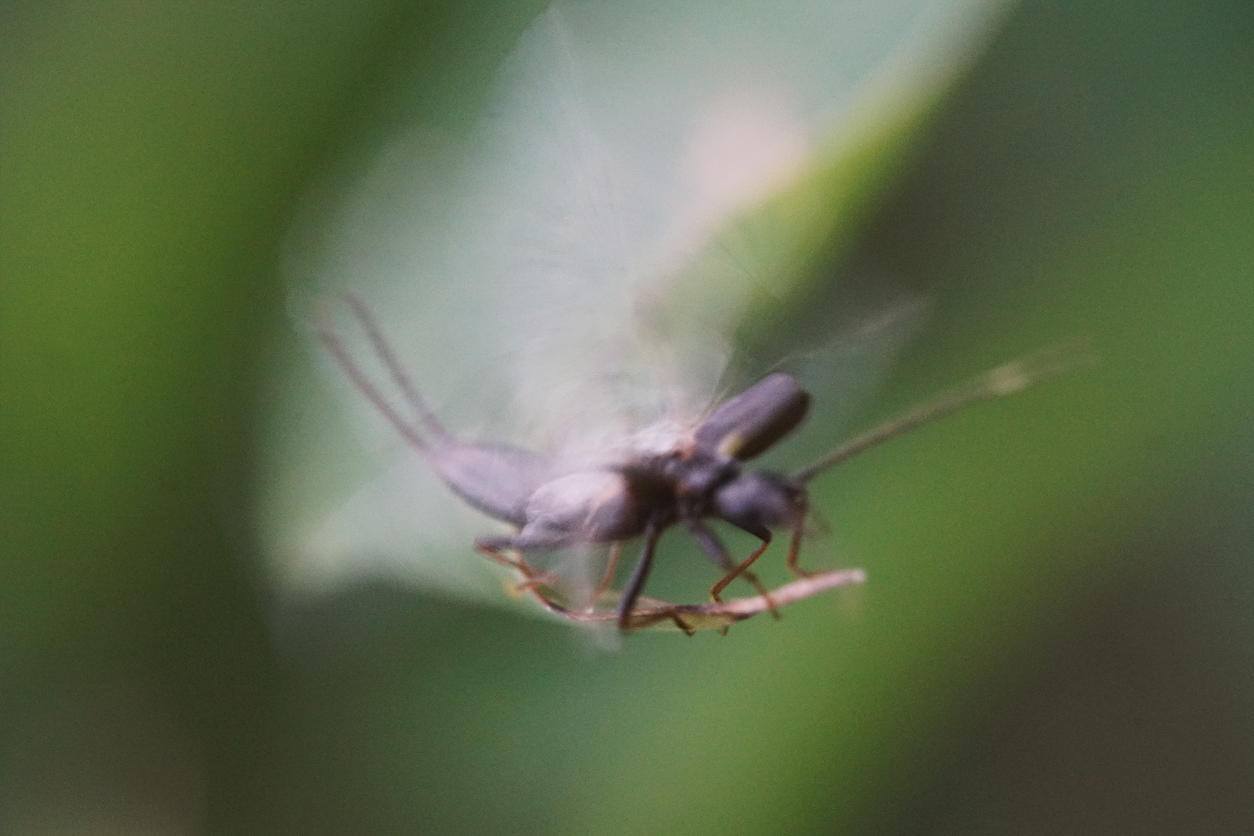 09_12 61 earwig_wing copy.png