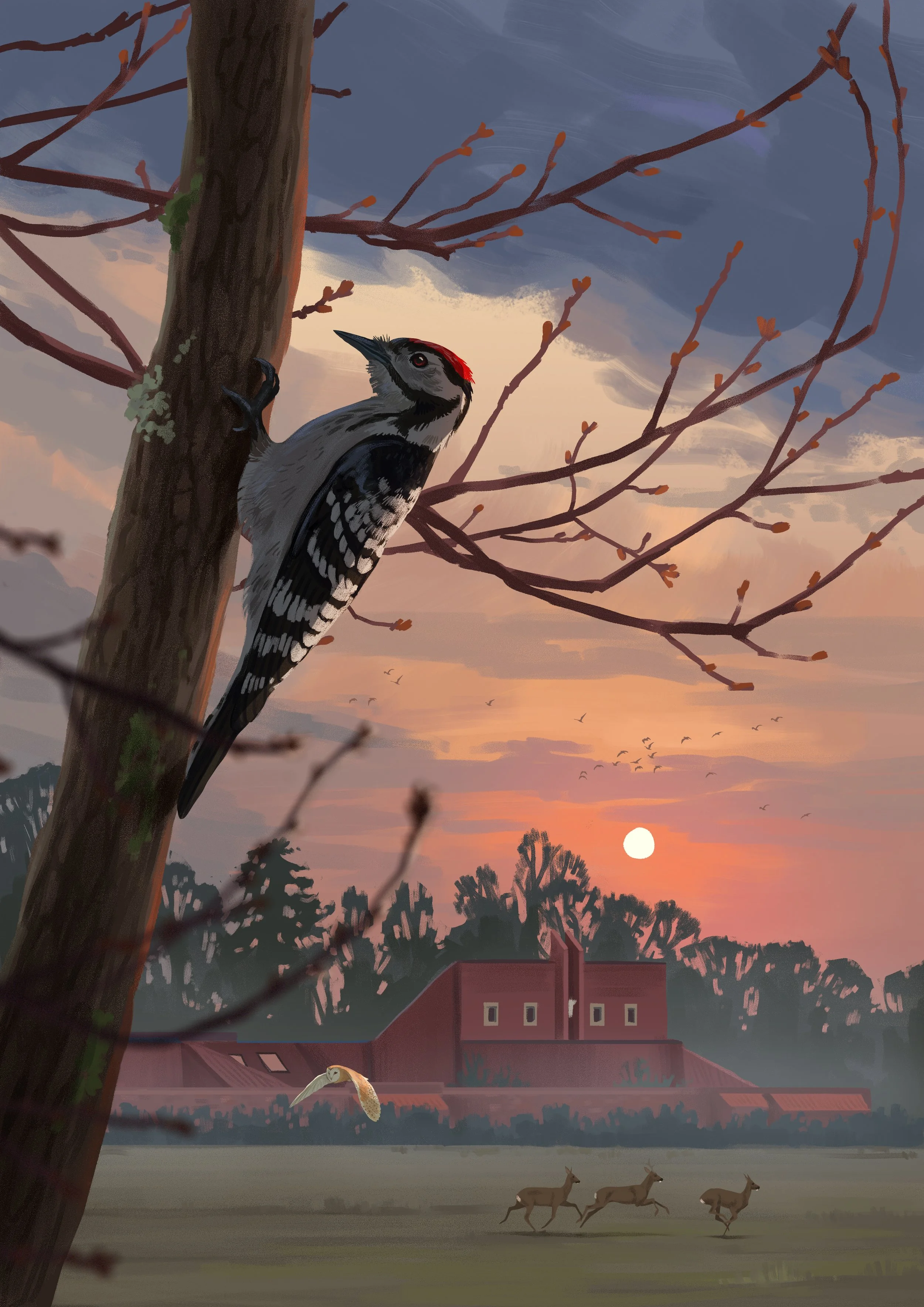 Birds of the Lower Derwent Valley book illustration - lesser spotted woodpecker by the priory, digital, 2023
