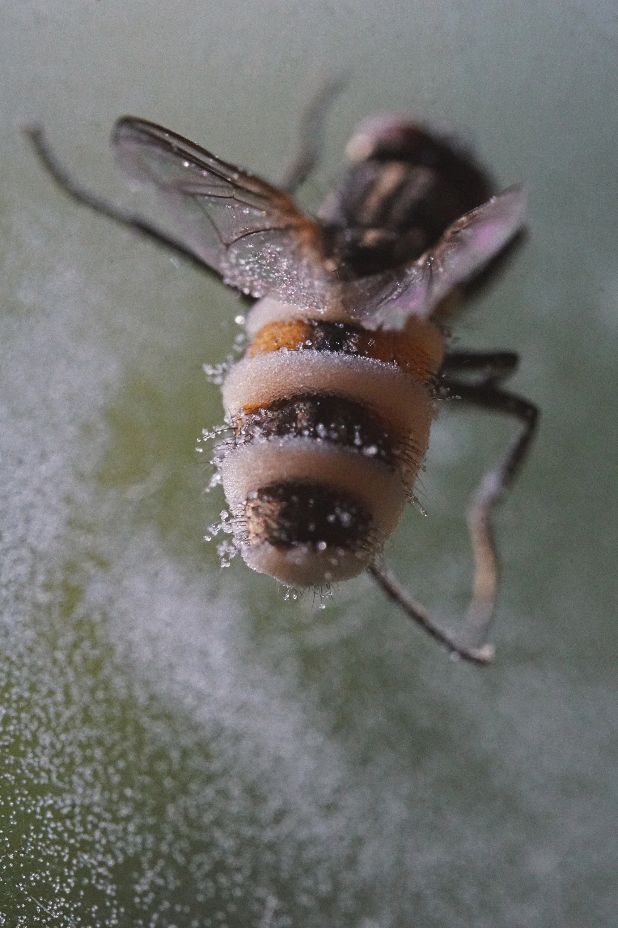 05_29 fly1 copy.jpg